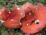 Russula rosea
