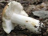 Russula cicatricata