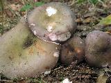 Russula ionochlora 