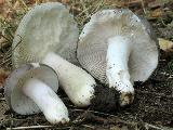 Russula ionochlora 