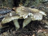 Russula sororia 