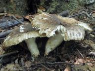 30.08.2013, Středočeský kraj