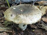 Russula sororia