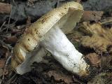 Russula sororia 