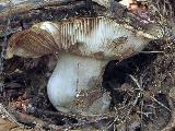 Russula sororia 