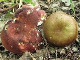 Russula alutacea