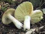 Russula alutacea 