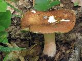 Russula alutacea 