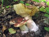 Russula alutacea 