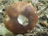 Russula heterophylla 