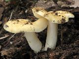 Russula farinipes 