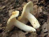 Russula farinipes 