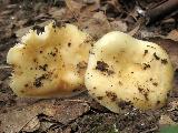 Russula farinipes