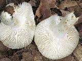 Russula farinipes 