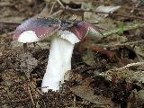 Russula fragilis