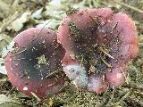 Russula fragilis 