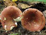 Russula cuprea