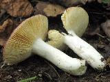 Russula cuprea 