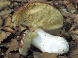 Russula romellii 