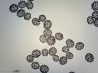 foto Karel Tejkal foto Karel Tejkal