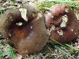 Russula romellii 