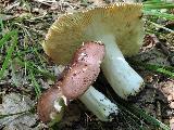 Russula romellii 