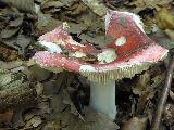 Russula aurora