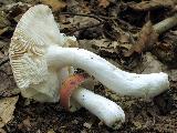 Russula aurora 