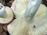 Russula aurora