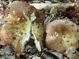 Russula faginea