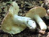 Russula faginea 