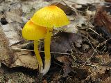 Hygrocybe ceracea 