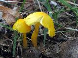 Hygrocybe ceracea