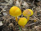 Hygrocybe ceracea 