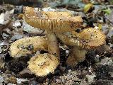 Russula grata 