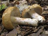 Russula grata