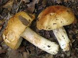 Russula grata 