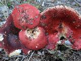 Russula badia 