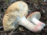 Russula badia 