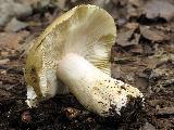 Russula cicatricata 