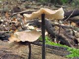 Mycetinis alliaceus