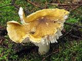 Tricholoma arvernense 