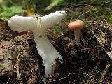 Russula betularum