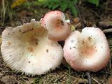 Russula betularum 