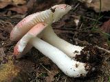 Russula betularum 