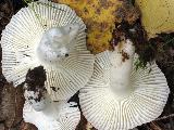 Russula betularum