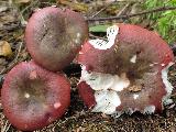 Russula atrorubens 