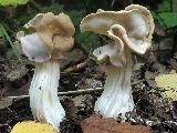 Helvella crispa 