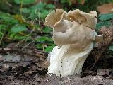 Helvella crispa 