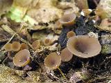 Ciboria batschiana